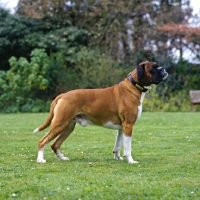 Picture of undocked boxer standing on grass