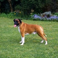 Picture of undocked boxer standing on grass