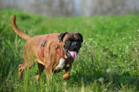 Picture of undocked boxer with toungue out walking in a grass field