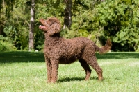 Picture of undocked brown poodle in pet clip