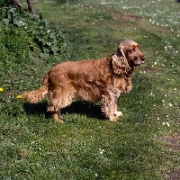 Picture of undocked cocker spaniel standing on grass