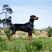 Picture of undocked dobermann  standing in the countryside