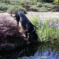 Picture of undocked dobermann drinking from pond
