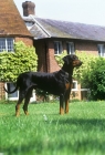 Picture of undocked dobermann side view