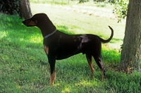 Picture of undocked dobermann standing in shade