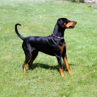 Picture of undocked dobermann standing on grass