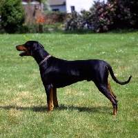 Picture of undocked dobermann standing on grass 