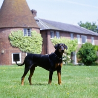 Picture of undocked dobermann standing on grass