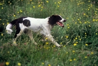Picture of undocked english springer spaniel, working type, striding along