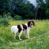 Picture of undocked english springer spaniel, working type
