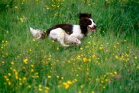 Picture of undocked english springer spaniel galloping through long grass and wild flowers