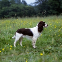 Picture of undocked english springer spaniel