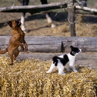 Picture of undocked griffon petit brabancon puppy standing up with kitten on straw