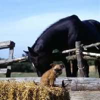 Picture of undocked griffon puppy & horse