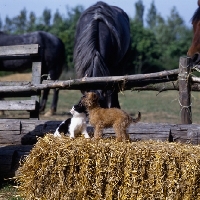 Picture of undocked griffon puppy & kitten with horse