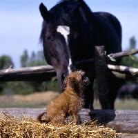 Picture of undocked griffon puppy nuzzled by horse