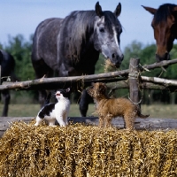 Picture of undocked griffon puppy with kitten and horses