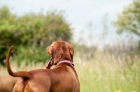 Picture of undocked Hungarian Vizsla, back view