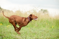 Picture of undocked Hungarian Vizsla running