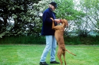 Picture of undocked hungarian vizsla standing up with owner
