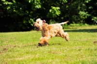 Picture of undocked irish soft coated wheaten terrier