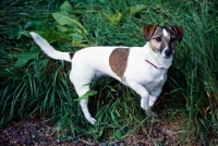 Picture of undocked jack russell terrier holding up one foot