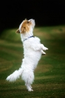 Picture of undocked jack russell terrier standing on hind legs