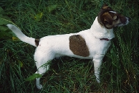 Picture of undocked jack russell terrier standing in long grass