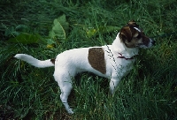 Picture of undocked jack russell terrier in long grass