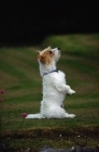 Picture of undocked jack russell terrier begging