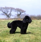 Picture of undocked miniature poodle with low tail carriage in pet clip