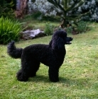 Picture of undocked miniature poodle with low tail carriage in pet clip