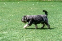 Picture of undocked miniature schnauzer in pet clip trotting across lawn