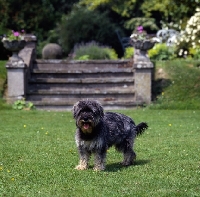 Picture of undocked miniature schnauzer in pet trim