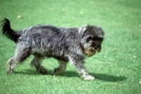 Picture of undocked miniature schnauzer in pet clip trotting across lawn