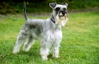 Picture of undocked miniature schnauzer