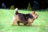 Picture of undocked norwich terrier trotting across lawn