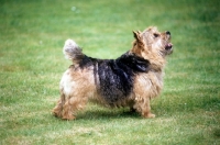 Picture of undocked norwich terrier