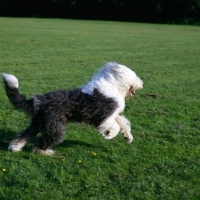 Picture of undocked old english sheepdog running on grass