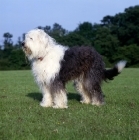 Picture of undocked old english sheepdog standing on grass
