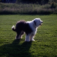 Picture of undocked old english sheepdog standing on grass in a field, backlit