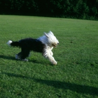 Picture of undocked old english sheepdog running in a field