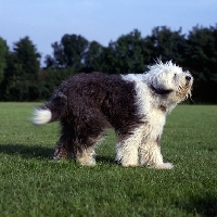 Picture of undocked old english sheepdog barking standing in a field