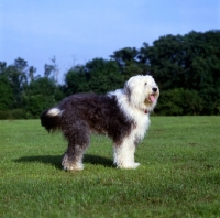 Picture of undocked old english sheepdog standing on grass in a field