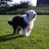 Picture of undocked old english sheepdog standing in a field