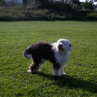 Picture of undocked old english sheepdog standing in a field