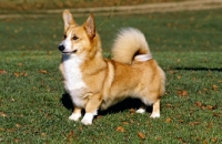 Picture of undocked pembroke corgi with high tail carriage