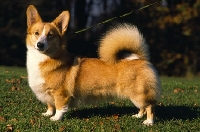 Picture of undocked pembroke corgi with high tail carriage