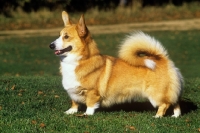 Picture of undocked pembroke corgi 