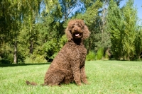 Picture of undocked poodle sitting in grass